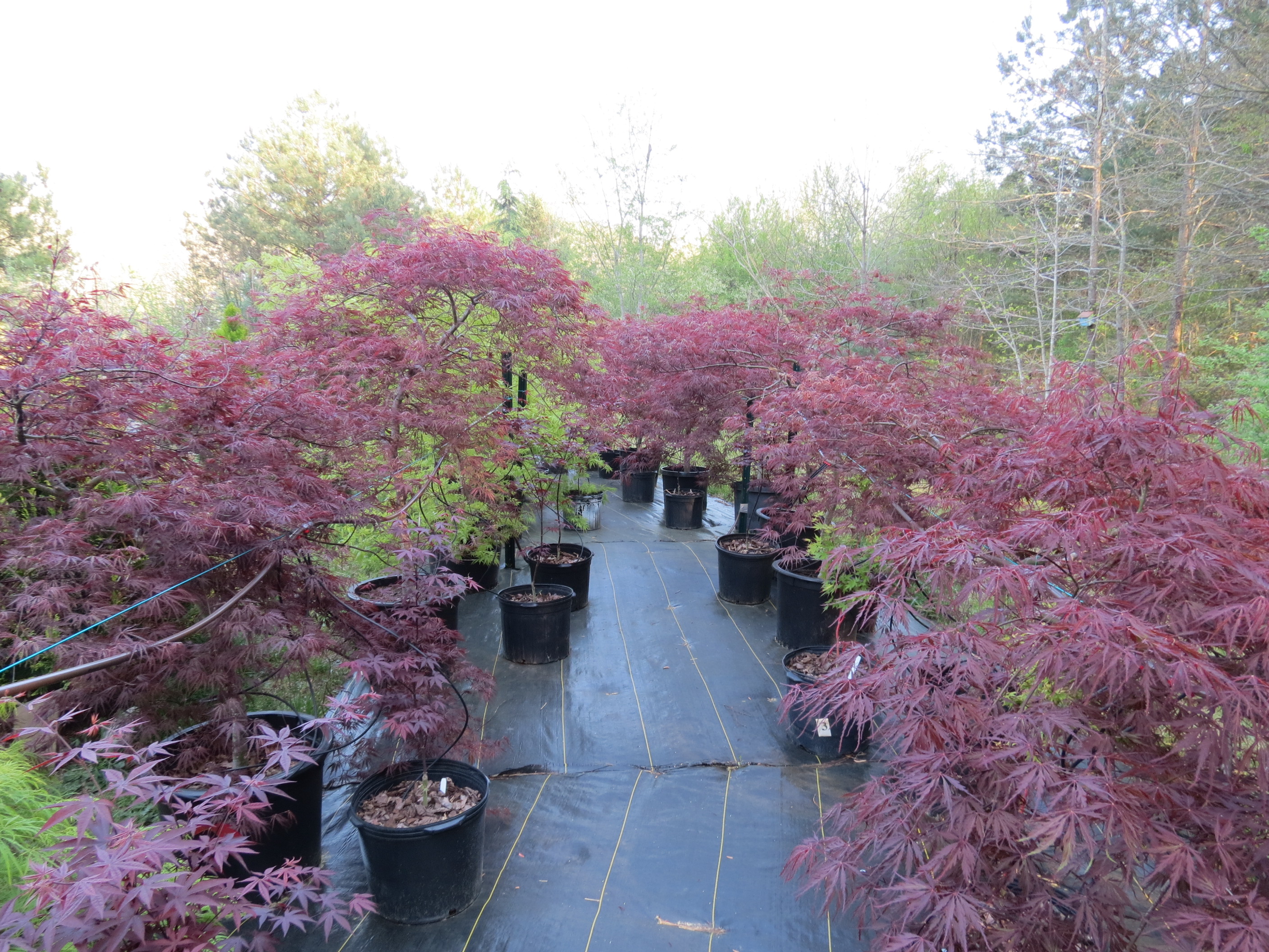 Landscape Plant Installations